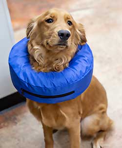 Shawnee Animal Hospital - Emergency Care
