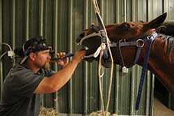 Shawnee Animal Hospital - Large Animal Dental Services