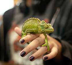 Shawnee Animal Hospital - Exotic Pet Care