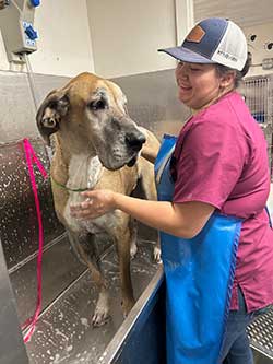 Shawnee Animal Hospital - Pet Grooming Services