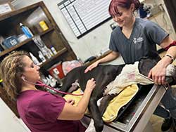 Shawnee Animal Hospital - Wellness Exams