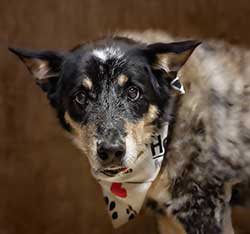 Shawnee Animal Hospital - Senior Pet Care