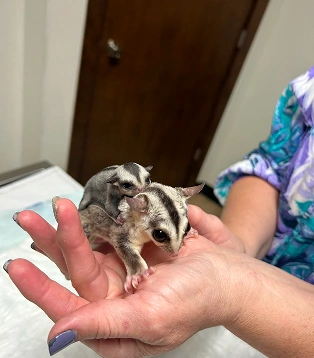 Exotic Pet Care