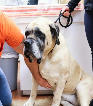 Senior Pet Care