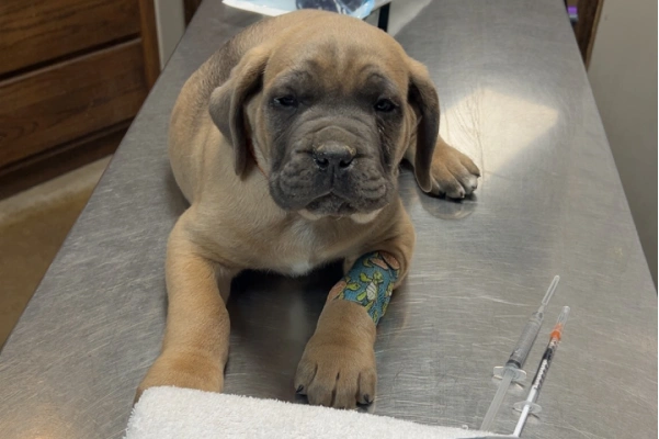 Pet Emergencies During Business Hours