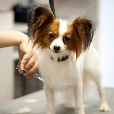 Grooming Services