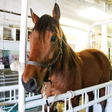 Large Animal Services