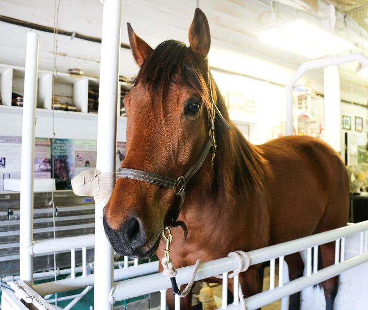 Horse standing in a treatment area at an animal hospital