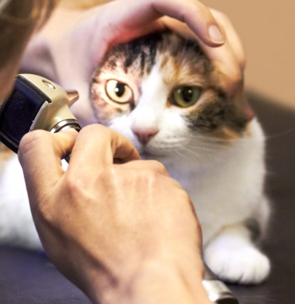 Veterinary Ophthalmology Services
