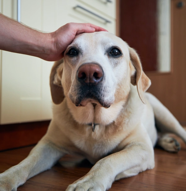 Tips for Managing Pet Pain at Home