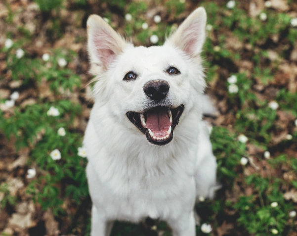Pet Dental Service