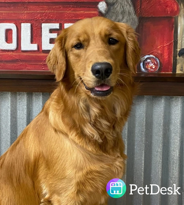 Petdesk Image