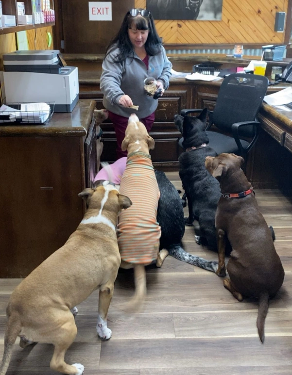 Understanding American Pet Nutrition Standards