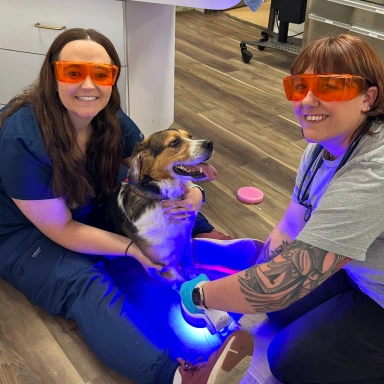 Small Animal Complementary Therapy Service