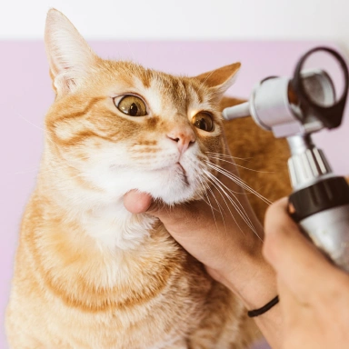 Small Animal Opthalmology Service
