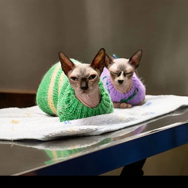 Small Animal Preventive Care Services