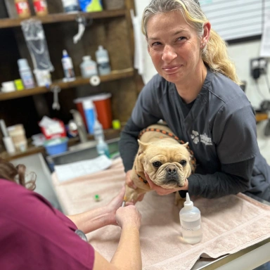 Small Animal Surgical Service