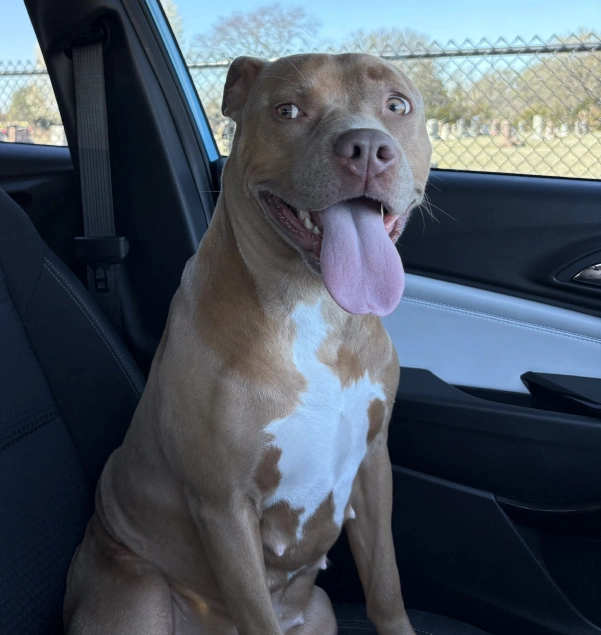Traveling With Your Pet
