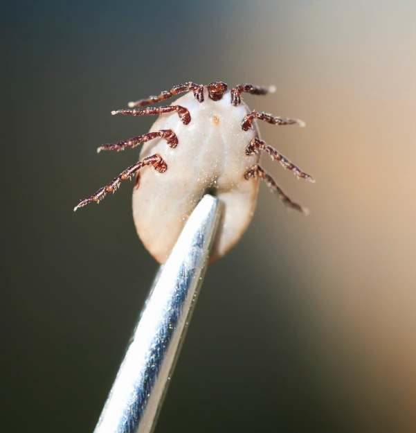 Close-up macro photo of an engorged tick with a pale swollen body and dark reddish-brown legs, held on the tip of metal tweezers against a blurred green and orange background.