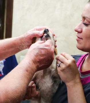 Two people examining a small dog's teeth during a dental checkup.