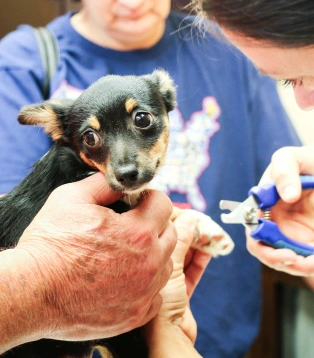 A person trimming a small puppy's nails with clippers while another person holds it.