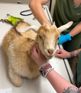 A young goat being examined by two veterinary staff members on an exam table.