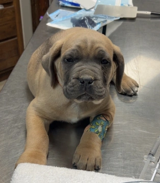 A puppy with a bandaged paw lying on a metal exam table.
