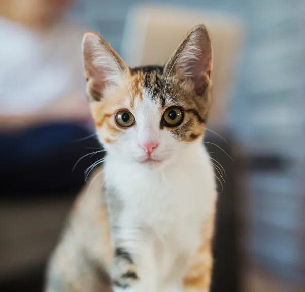 Special Offers for Shawnee Pet Owners